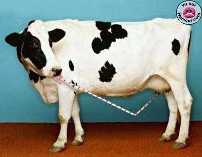 vache
